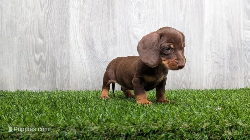 Matthew  – Miniature Dachshund puppy for sale in Fort Wayne, IN
