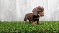 Matthew , a male Miniature Dachshund for sale in Fort Wayne, IN – 1 of 4