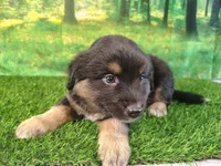 Tyson, a male American Bulldog and Australian Shepherd for sale in Fort Wayne, IN – 2 of 8