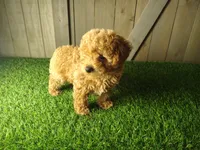 Jack, a male Poodle - Toy  for sale in Fort Wayne, IN – 2 of 6