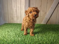Rusty, a male Poodle - Toy  for sale in Fort Wayne, IN – 7 of 9