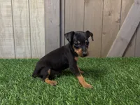 Smokey, a male Miniature Pinscher for sale in Fort Wayne, IN – 3 of 4