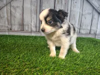Lola, a female Pomeranian and Poodle - Miniature  for sale in Fort Wayne, IN – 3 of 5