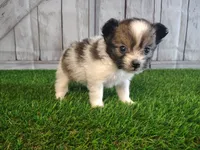 Loki, a male Pomeranian and Poodle - Miniature  for sale in Fort Wayne, IN – 4 of 4