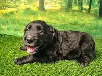 Nova , a female Golden Retriever and Labrador Retriever for sale in Fort Wayne, IN – 2 of 5