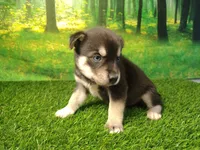 Yogi, a male German Shepherd Dog and Siberian Husky for sale in Fort Wayne, IN – 2 of 4