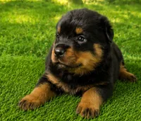 Mia , a female Rottweiler for sale in Fort Wayne, IN – 2 of 3