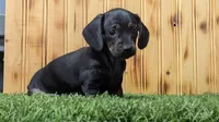 Lilly, a female Miniature Dachshund for sale in Fort Wayne, IN – 2 of 2
