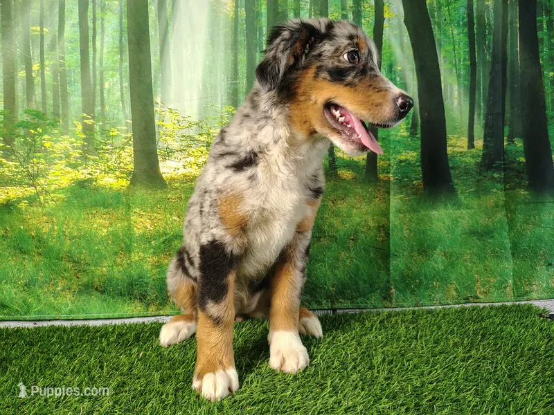 Hope  – Australian Shepherd, Bernese Mountain Dog puppy for sale in Fort Wayne, IN
