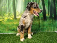 Hope , a female Australian Shepherd and Bernese Mountain Dog for sale in Fort Wayne, IN – 2 of 4