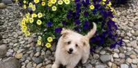 Scout , a male Maltipoo for sale in Fort Wayne, IN – 3 of 8