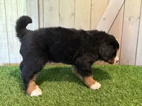 Annie , a female Bernese Mountain Dog for sale in Fort Wayne, IN – 3 of 3