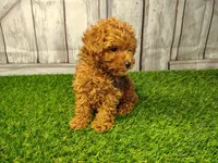 Hugo, a male Cavapoo for sale in Fort Wayne, IN – 4 of 6
