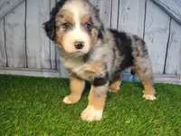 Hudson, a male Australian Shepherd and Bernese Mountain Dog for sale in Fort Wayne, IN – 3 of 6
