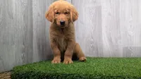 Alvin , a male Golden Retriever for sale in Fort Wayne, IN – 2 of 2
