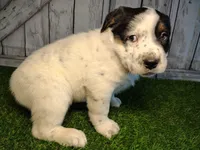 Andrew, a male Australian Cattle Dog and Labrador Retriever for sale in Fort Wayne, IN – Photo 3 of 3