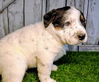 Andrew, a male Australian Cattle Dog and Labrador Retriever for sale in Fort Wayne, IN – Photo 1 of 3