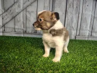 Louie, a male Pomeranian and Poodle - Miniature  for sale in Fort Wayne, IN – 3 of 5