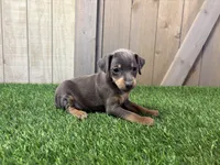 Stella , a female Miniature Pinscher for sale in Fort Wayne, IN – 4 of 5