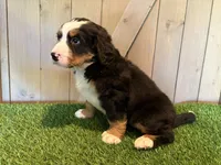 Aaron, a male Bernese Mountain Dog for sale in Fort Wayne, IN – 3 of 5