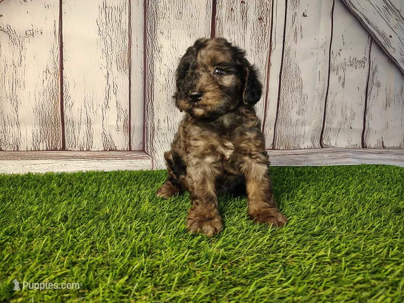 Dexter – Miniature Goldendoodle puppy for sale in Fort Wayne, IN
