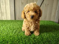 Jack, a male Poodle - Toy  for sale in Fort Wayne, IN – 3 of 6