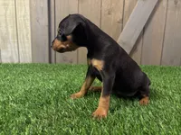 Sully, a male Miniature Pinscher for sale in Fort Wayne, IN – 4 of 5