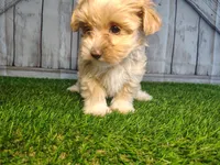 Sage, a female Maltese for sale in Fort Wayne, IN – 1 of 4