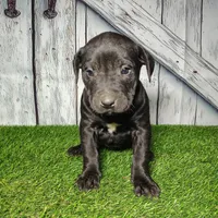 Erika, a female German Shepherd Dog and Labrador Retriever for sale in Fort Wayne, IN – Photo 2 of 2