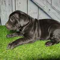 Erika, a female German Shepherd Dog and Labrador Retriever for sale in Fort Wayne, IN – Photo 1 of 2