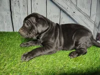 Erika, a female German Shepherd Dog and Labrador Retriever for sale in Fort Wayne, IN – Photo 1 of 2