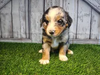 Hope , a female Australian Shepherd and Bernese Mountain Dog for sale in Fort Wayne, IN – 3 of 5