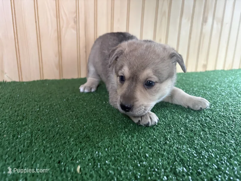 Maple – Australian Cattle Dog, Labrador Retriever puppy for sale in Fort Wayne, IN