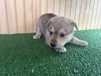 Maple, a female Australian Cattle Dog and Labrador Retriever for sale in Fort Wayne, IN – 1 of 2