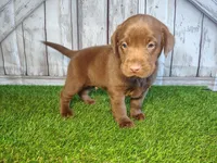 Simba, a male Labrador Retriever for sale in Fort Wayne, IN – 3 of 4