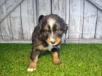 Henry , a male Australian Shepherd and Bernese Mountain Dog for sale in Fort Wayne, IN – 2 of 4