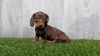 Matthew , a male Miniature Dachshund for sale in Fort Wayne, IN – 3 of 4
