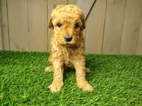 Levi, a male Poodle - Miniature  for sale in Fort Wayne, IN – 3 of 4