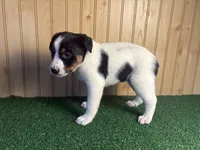 Stetson, a male Australian Cattle Dog and Labrador Retriever for sale in Fort Wayne, IN – 2 of 2