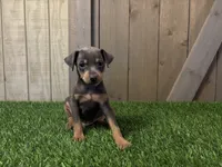 Simba, a male Miniature Pinscher for sale in Fort Wayne, IN – 4 of 4