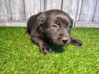Atlas, a male Australian Cattle Dog and Labrador Retriever for sale in Fort Wayne, IN – Photo 1 of 3