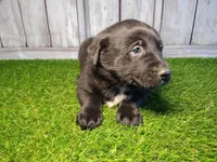 Atlas, a male Australian Cattle Dog and Labrador Retriever for sale in Fort Wayne, IN – Photo 2 of 3