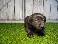Atlas, a male Australian Cattle Dog and Labrador Retriever for sale in Fort Wayne, IN – Photo 3 of 3