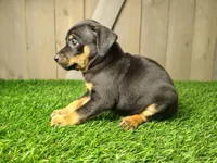 Milo, a male Miniature Pinscher for sale in Fort Wayne, IN – 2 of 4