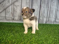 Louie, a male Pomeranian and Poodle - Miniature  for sale in Fort Wayne, IN – 5 of 5