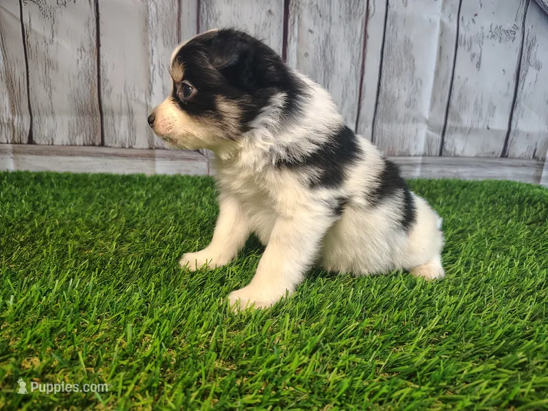 Lola – Pomeranian, Poodle - Miniature  puppy for sale in Fort Wayne, IN