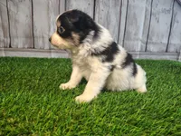 Lola, a female Pomeranian and Poodle - Miniature  for sale in Fort Wayne, IN – 1 of 5