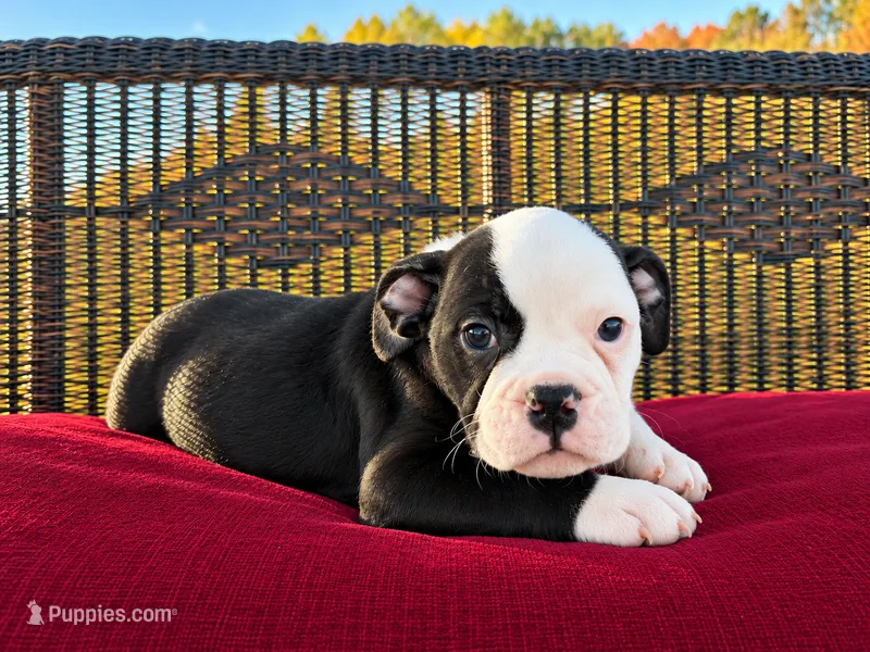 Lincoln – Olde English Bulldogge puppy for sale in Fort Wayne, IN