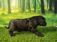Nellie, a female Golden Retriever and Labrador Retriever for sale in Fort Wayne, IN – 2 of 3