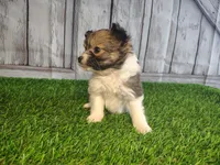 Lena, a female Pomeranian and Poodle - Miniature  for sale in Fort Wayne, IN – 8 of 8